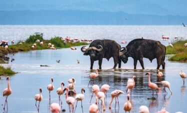 7 DAYS 6 NIGHTS SPLENDOR SAFARI
