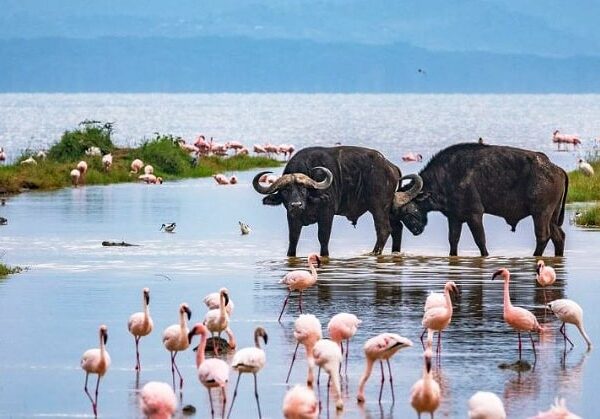 Lake-Nakuru-National-Park-2