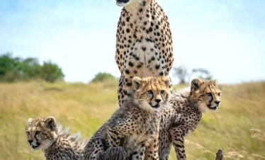 6-Day Safari Itinerary: Samburu, Nakuru, and Amboseli National Parks
