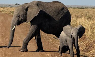 3-Day Group Safari to Tsavo East National Park