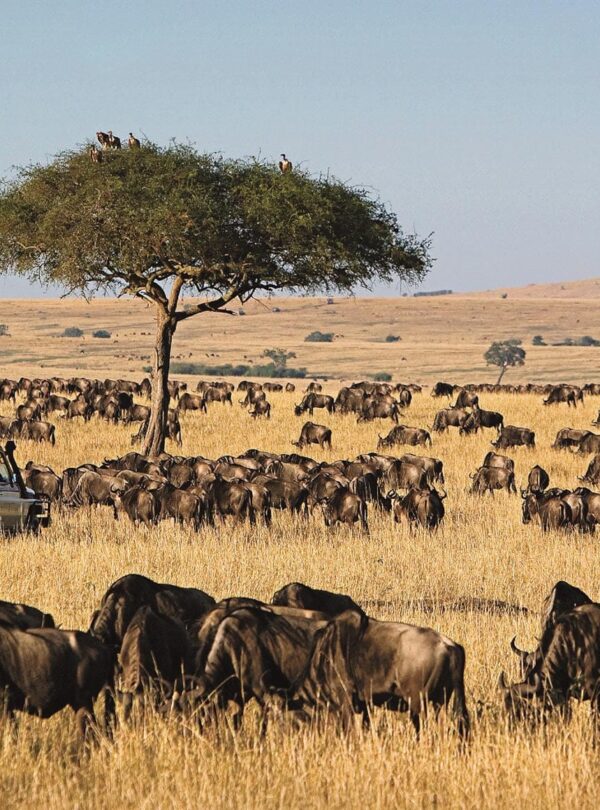 maasai-mara-8