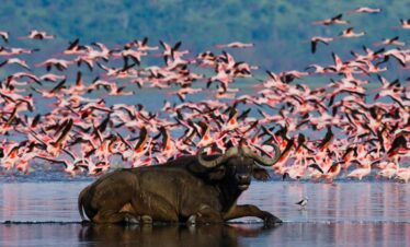 7-DAY SAFARI ITINERARY: ABERDARE, NAKURU, NAIVASHA, AND AMBOSELI NATIONAL PARKS