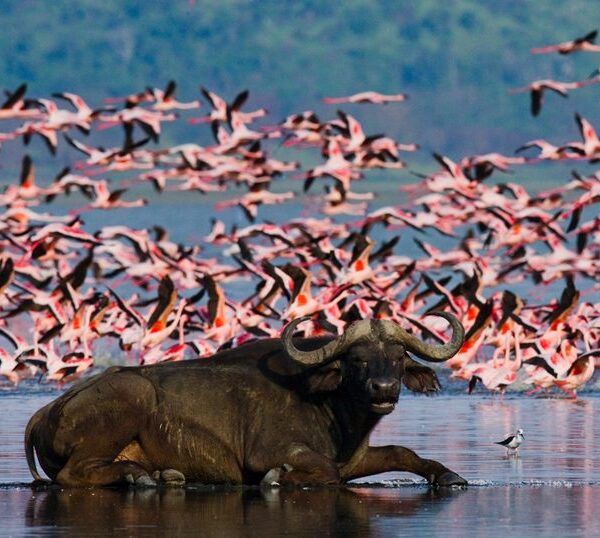 shutterstock_lake-nakuru